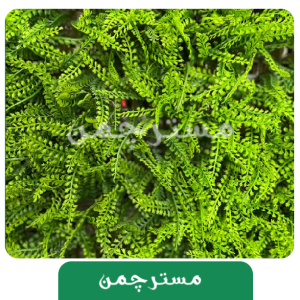 گرین وال سرخس25*25