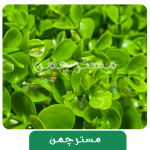 گرینوال مصنوعی دیوار سبز مدل شمشادی ضخیم - Image 3