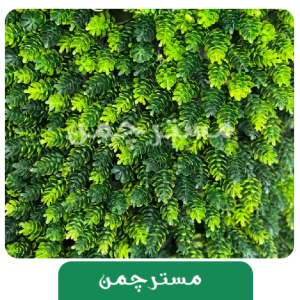 دیوار پوش سبز کاج